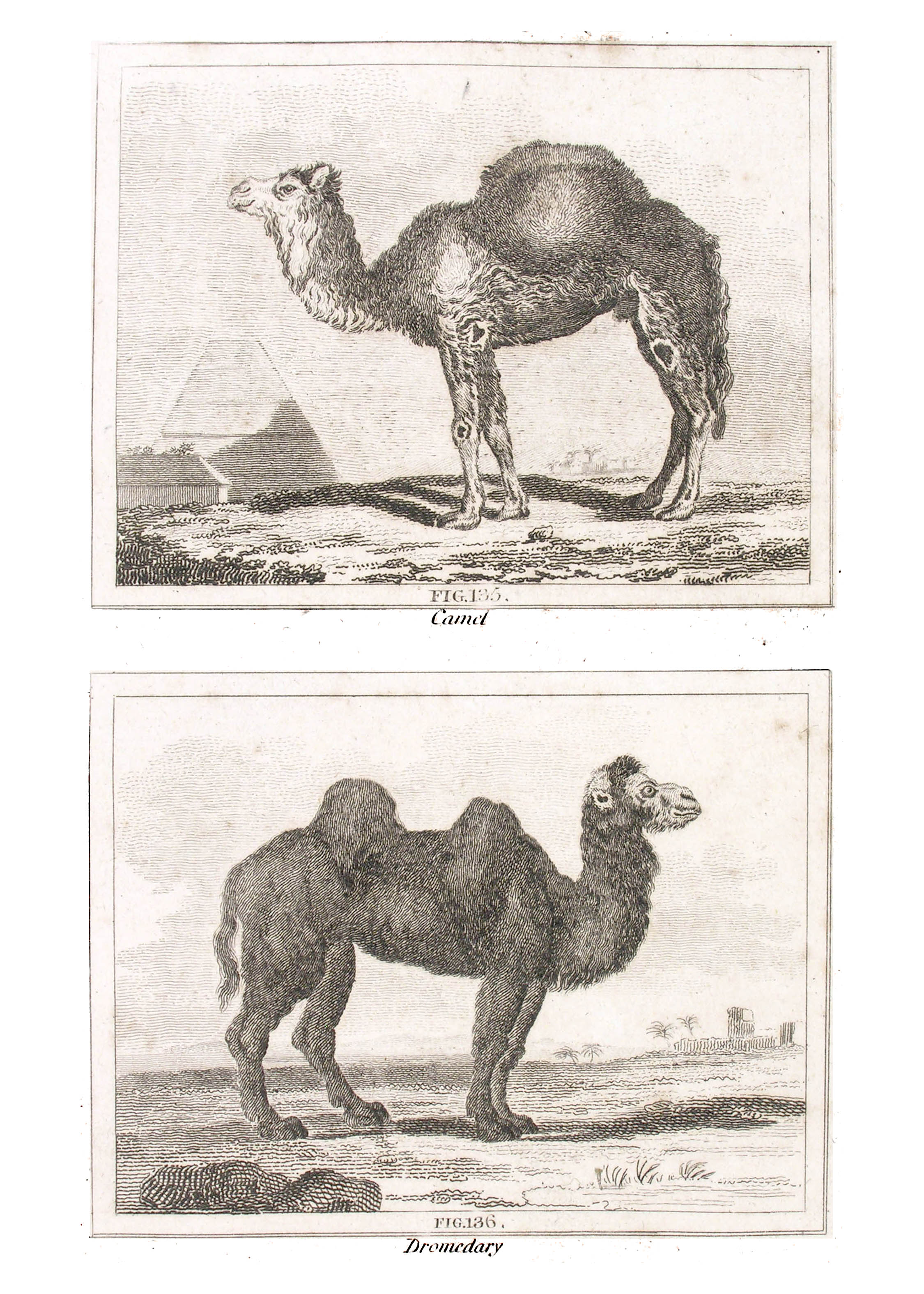 ../text/000-fig.jpg