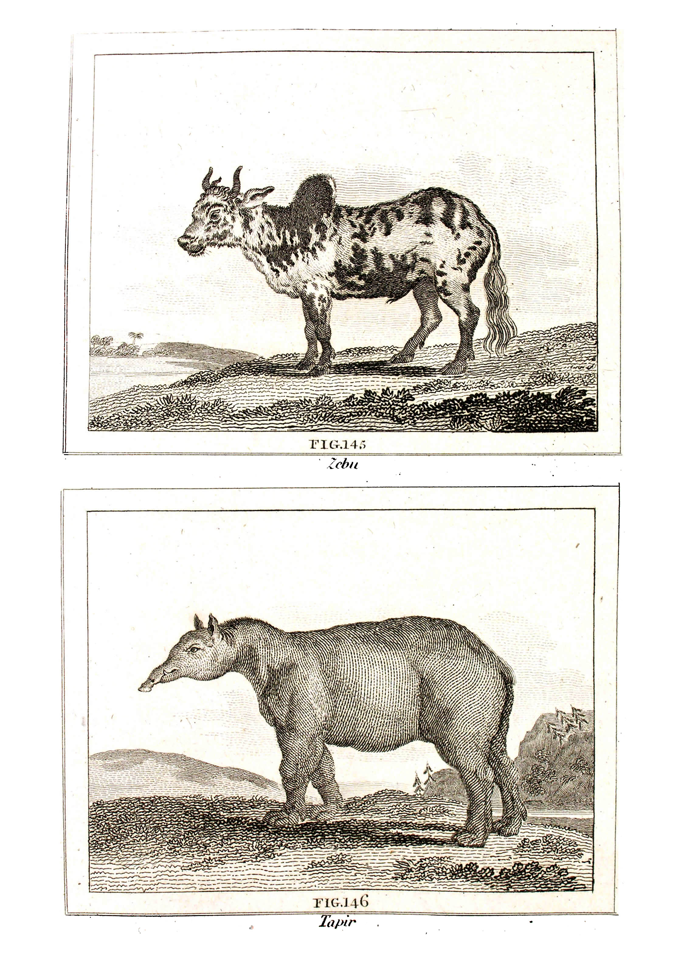 ../text/082-fig.jpg