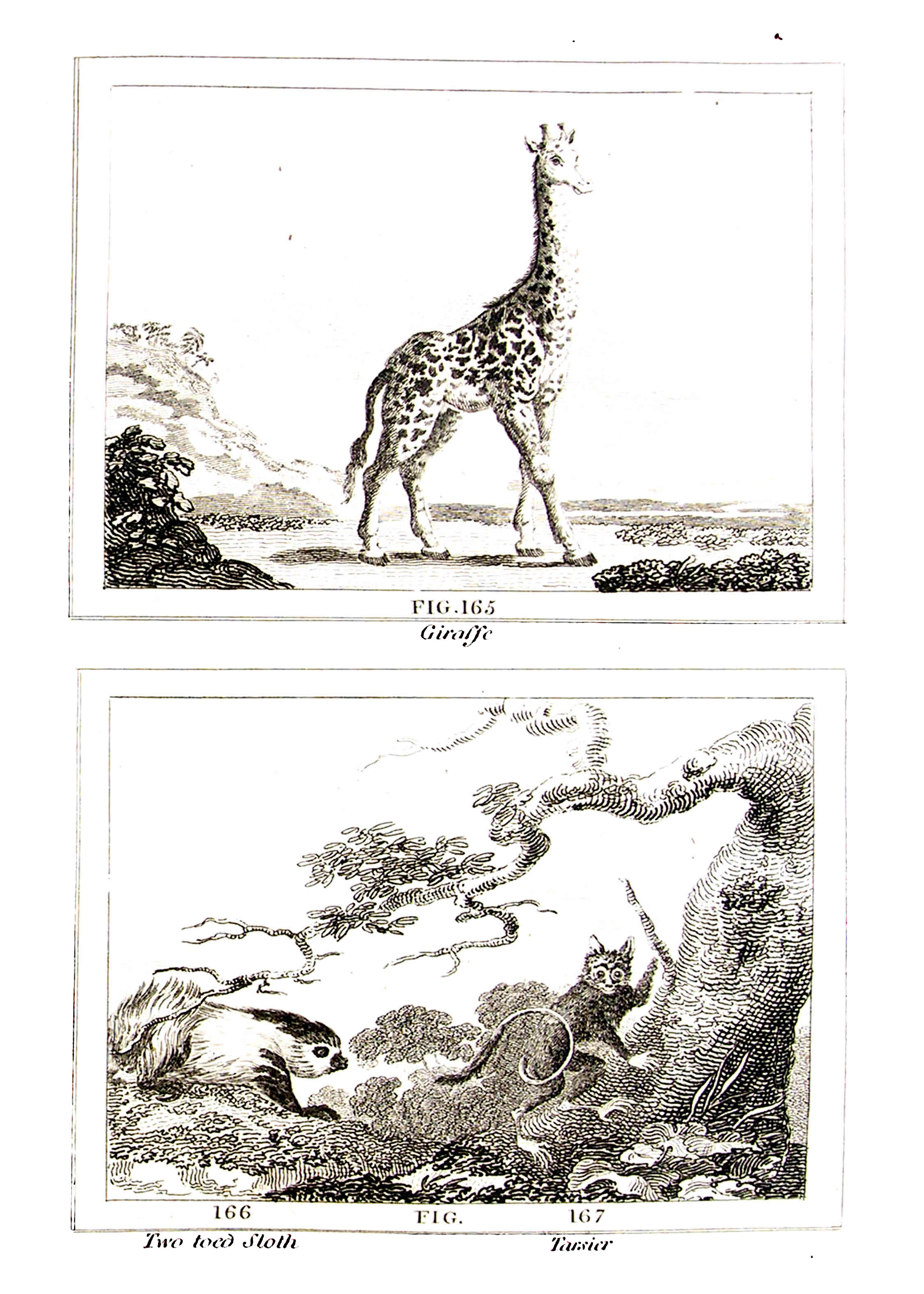 ../text/260-fig.jpg