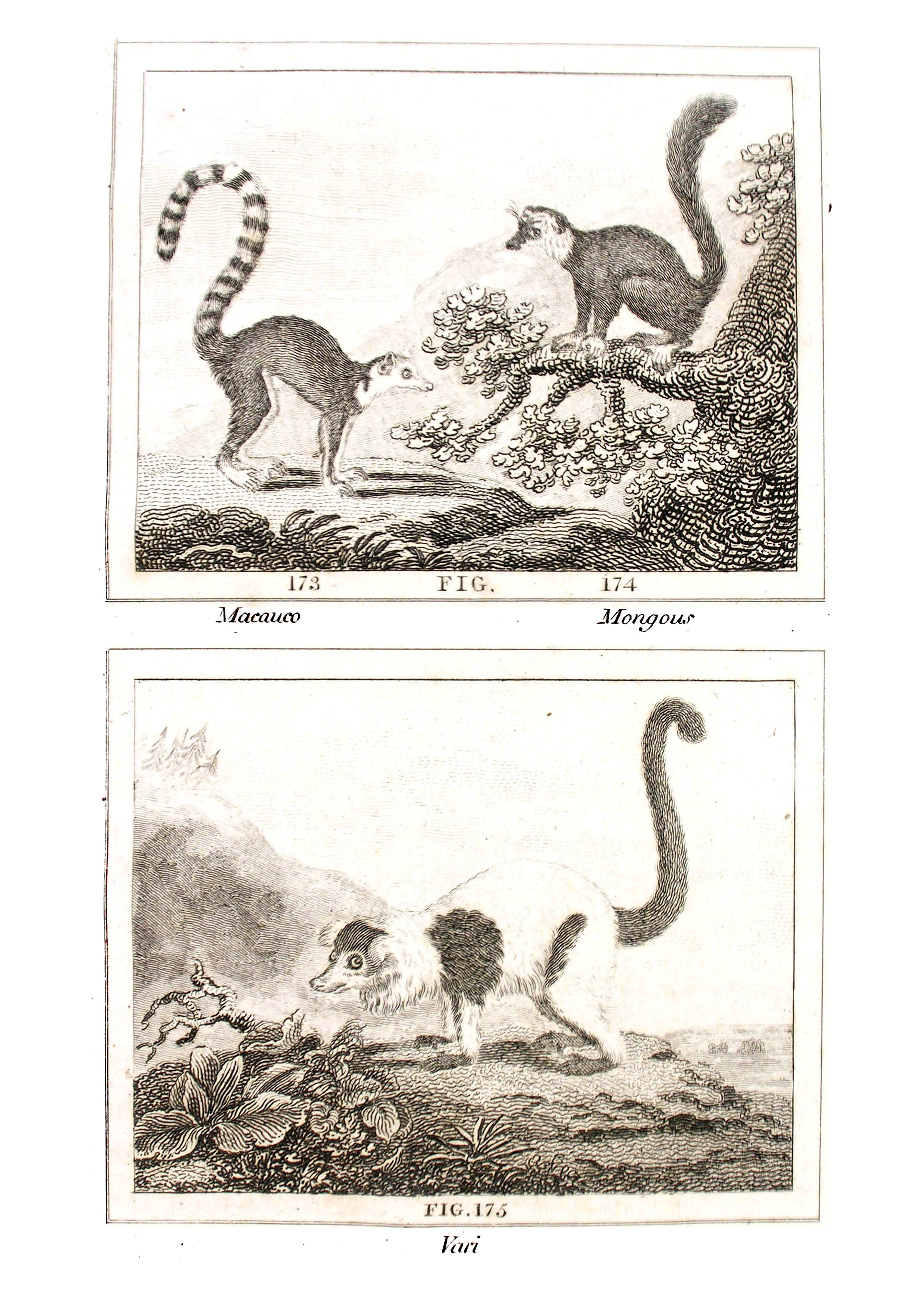 ../text/338-fig.jpg