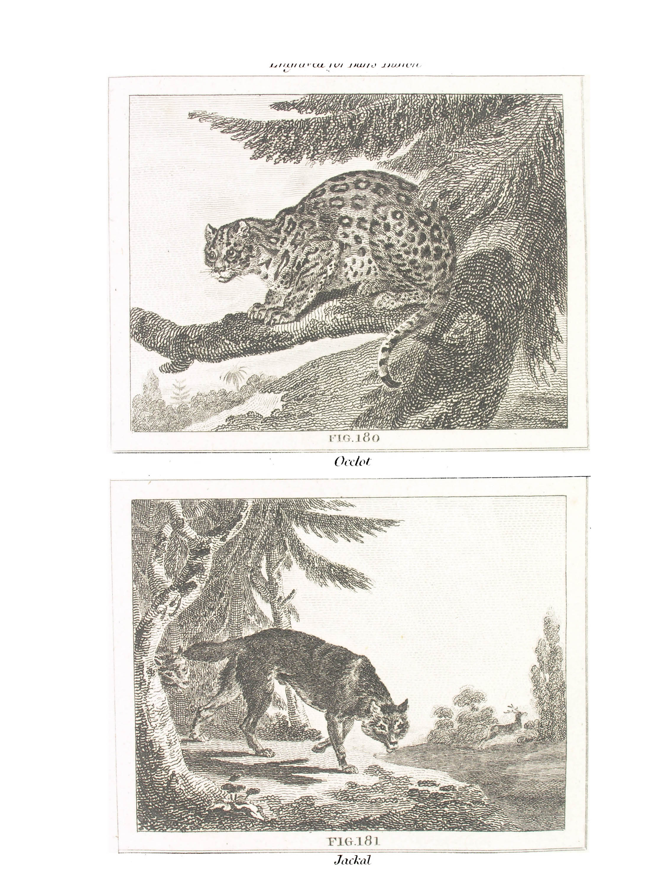 ../text/008-fig.jpg