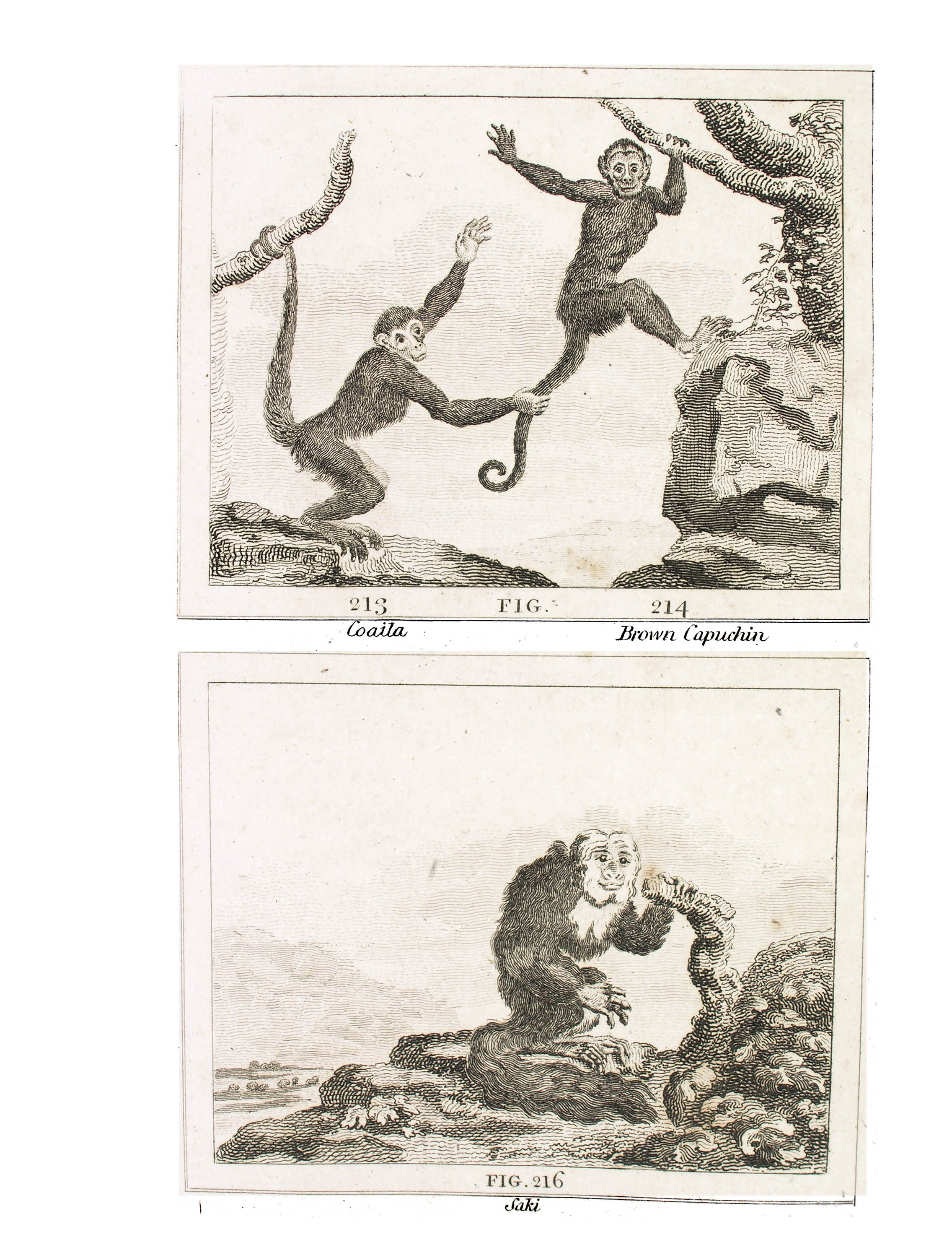 ../text/246-fig.jpg