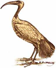 ibis