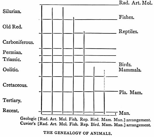 Genealogy of Animals