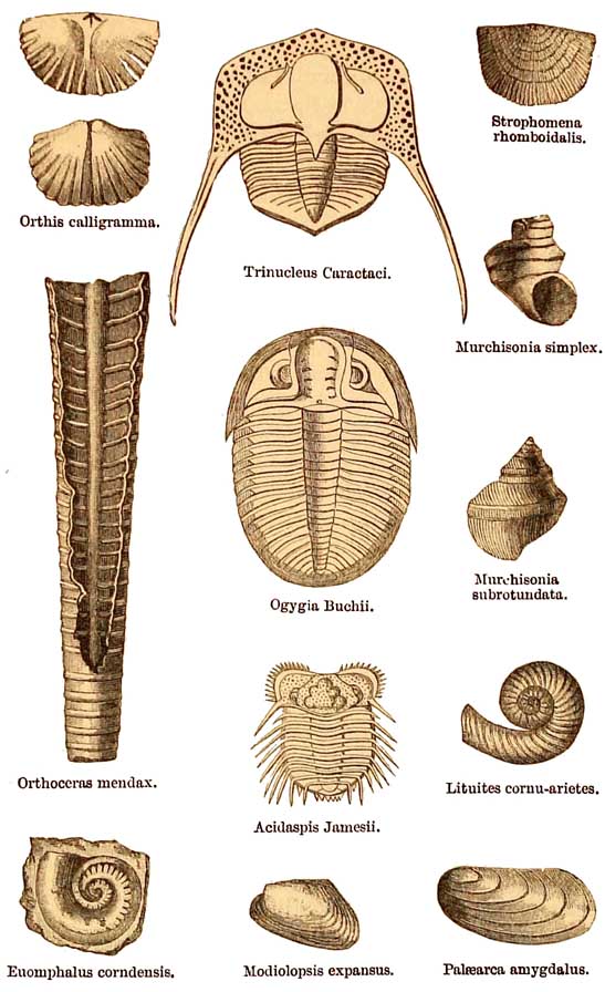 llandeilo flag, Caradoc and Bala Fossils