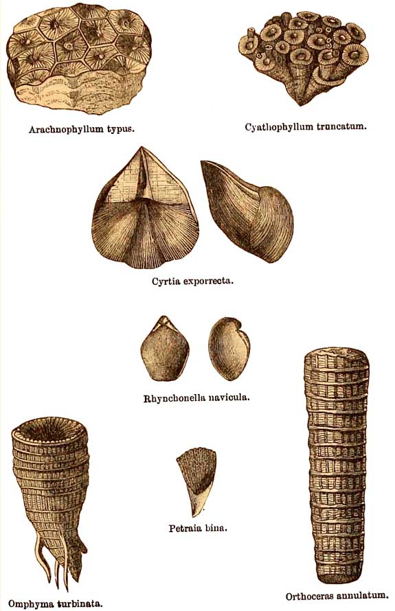 Upper Silurian Fossils