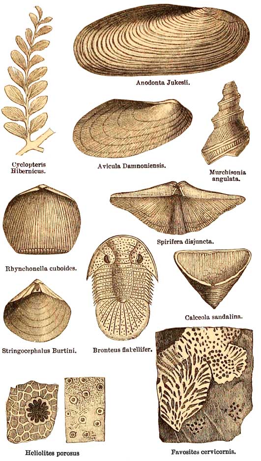 Devonian Fossils