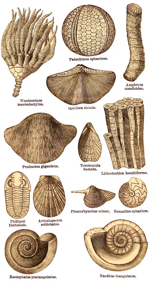 Carboniferous Limestone Fossils