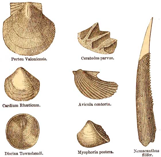 Rhætic fossils