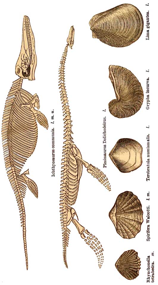 Lias Fossils