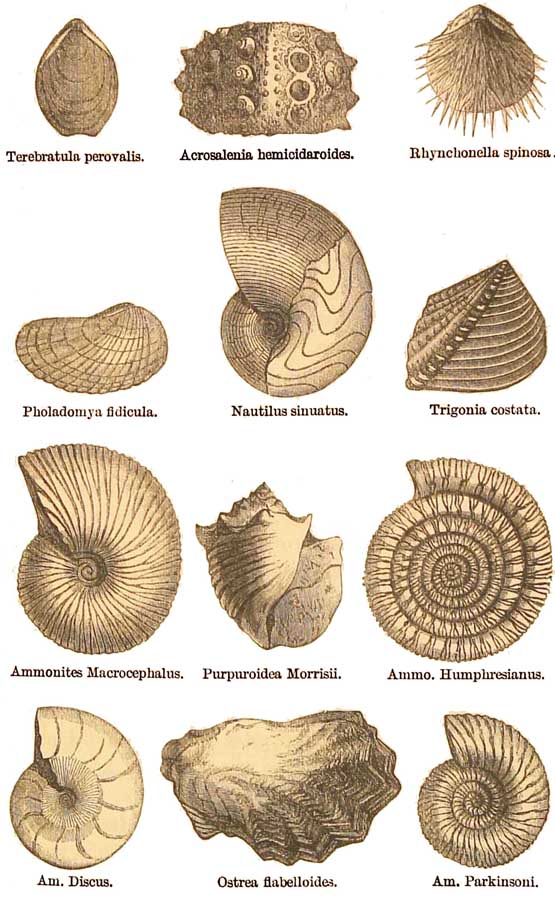 Lower Oolitic Fossils