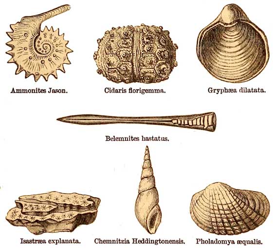 Middle Oolites Fossils