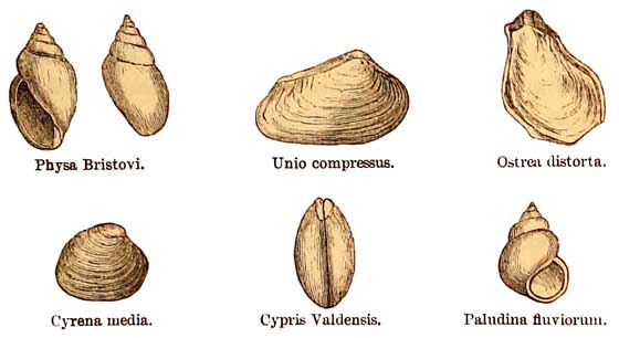 Purbeck and Wealdon Fossils