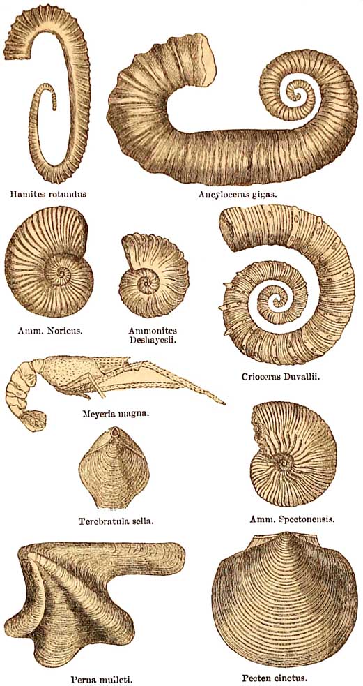 Atherfield Clay and Lower Greensand Fossils