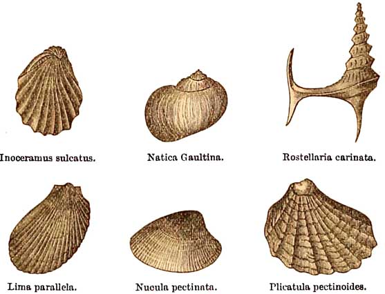 Gault Fossils