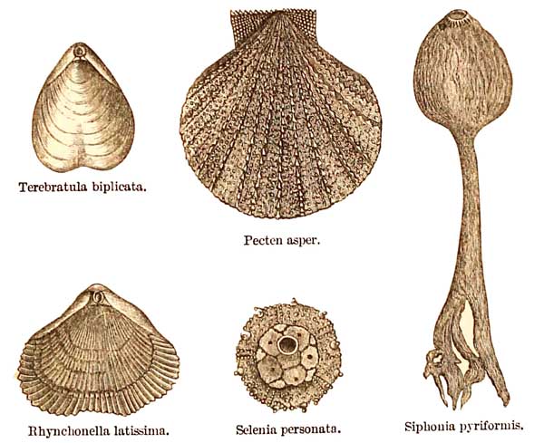 Upper Greensand Fossils