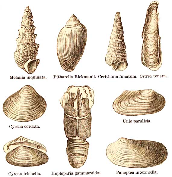 Woolwich and Reading Bed Fossils