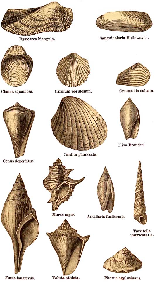 Bracklesham and barton Beds Fossils