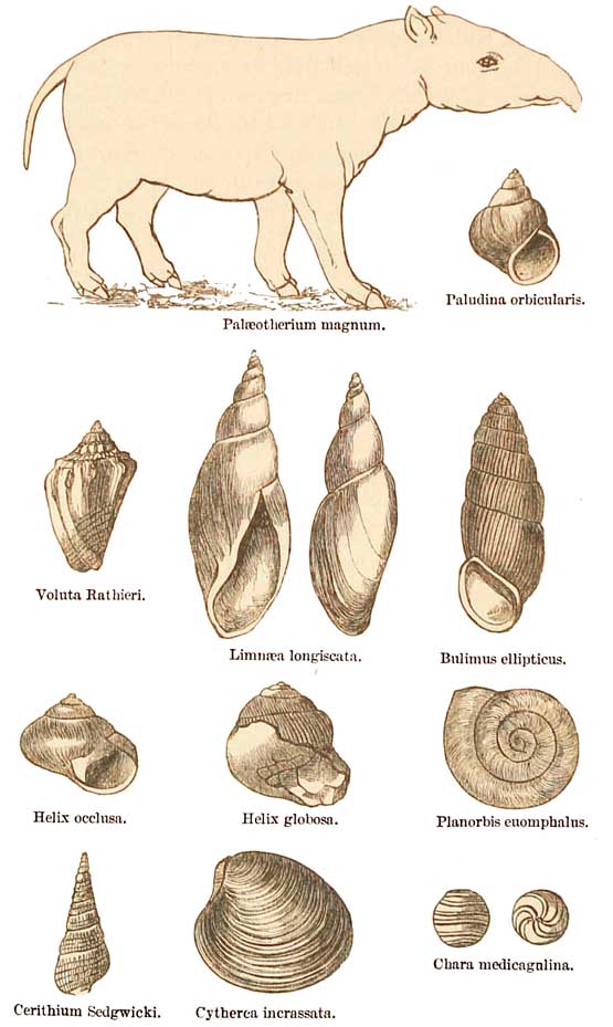 Headon and Bembridge Beds Fossils