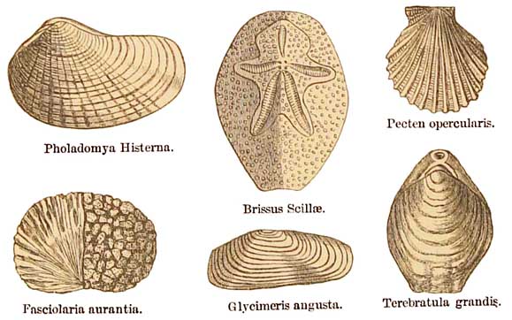 Coralline Crag Fossils