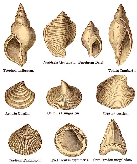 Red Crag Fossils