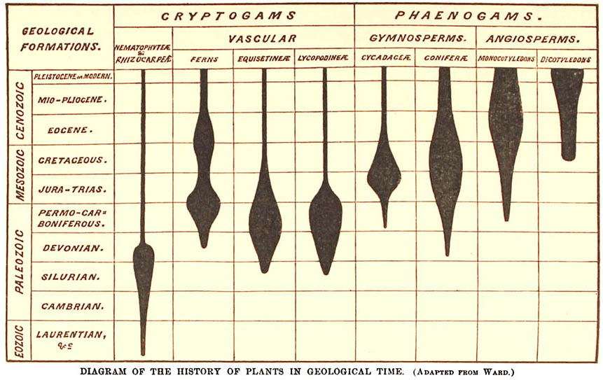 History of Plants in Geological Time