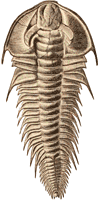 Lower Cambrian trilobite