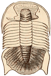 Upper Cambrian trilobite