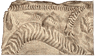 Upper Cambrian trilobite track