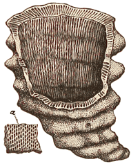 Lower Silurian Sponge