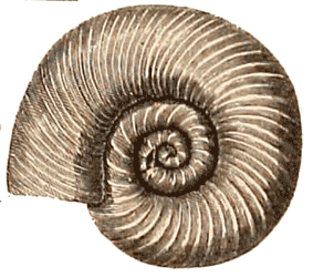 Lower Silurian Ammonite