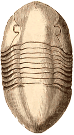 Lower Silurian Trilobite