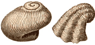 Upper Silurian Gastropod