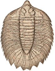 Upper Silurian Trilobite