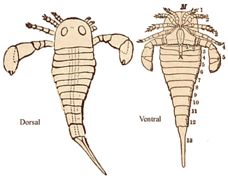 Upper Silurian Eurypterid