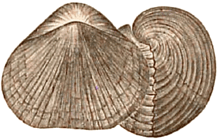 Upper Silurian Brachiopod