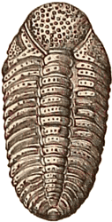 Upper Silurian trilobite phacops