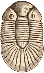 Upper Silurian trilobite Bronteus