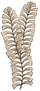 Lower Devonian fern