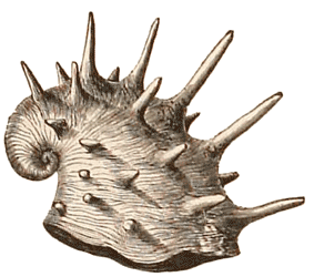 Lower Devonian spiny gastropod