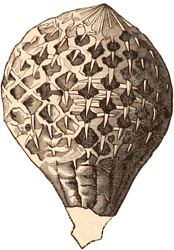 Middle Devonian sponge