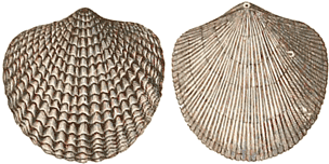 Middle Devonian Brachiopods