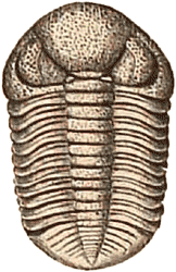 devonian trilobites