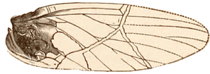 Middle Devonian Insect wing