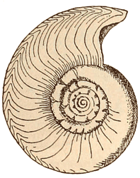 Upper Devonian Clymenia