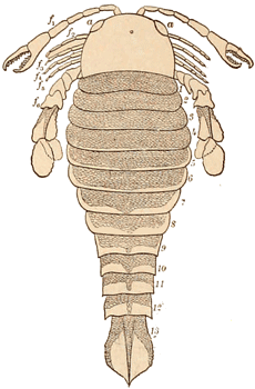 Upper Devonian Eurypterid