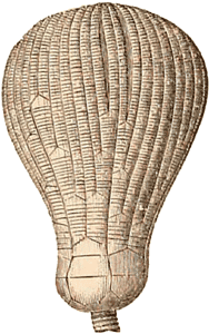 Sub-Carboniferous Crinoid