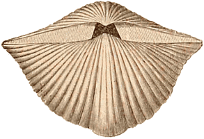 Sub-Carboniferous Brachiopod