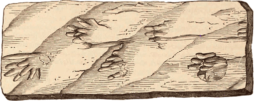 Sub-Carboniferous Amphibian tracks