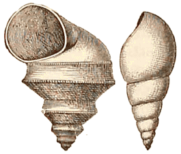 Permian-Carboniferous Gastropods